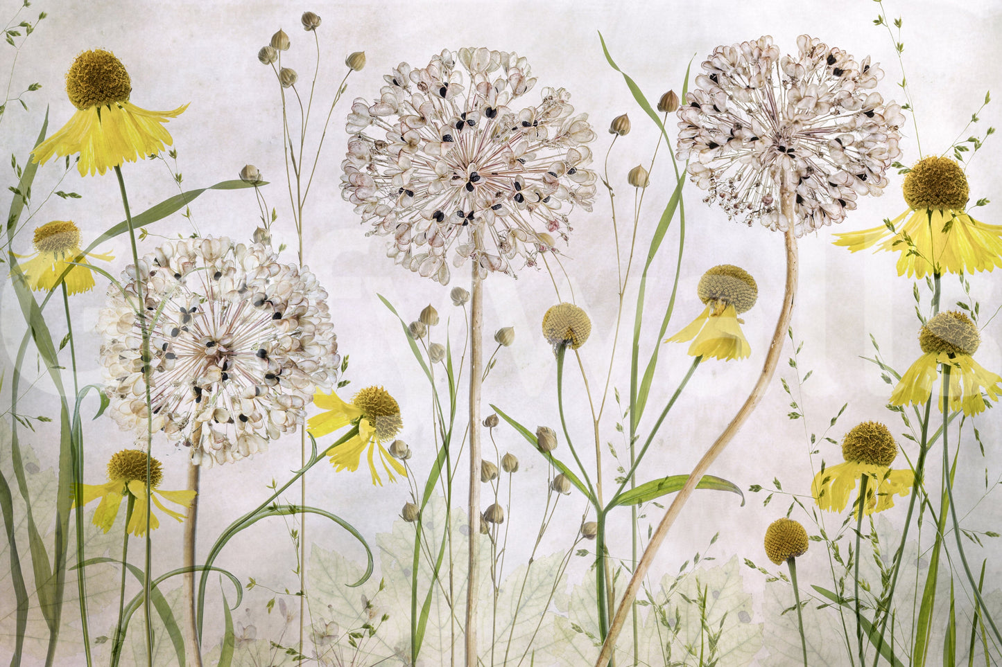 A high-quality serene flower wall mural for walls.