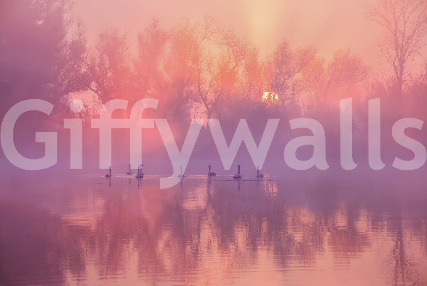 Swan Lake Sunrise Wall Mural -2343606