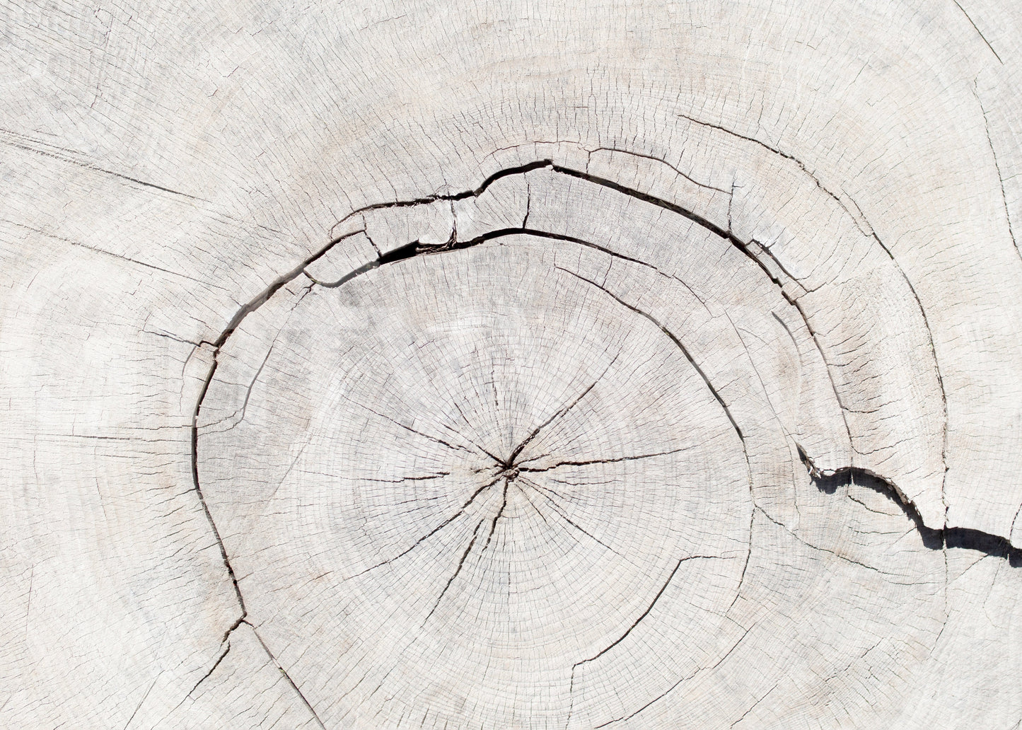 Tree wallpaper mural in hallway, natural texture look, neutral colors for a long wall