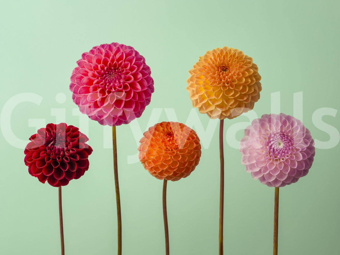 Vibrant Dahlias Wall Mural