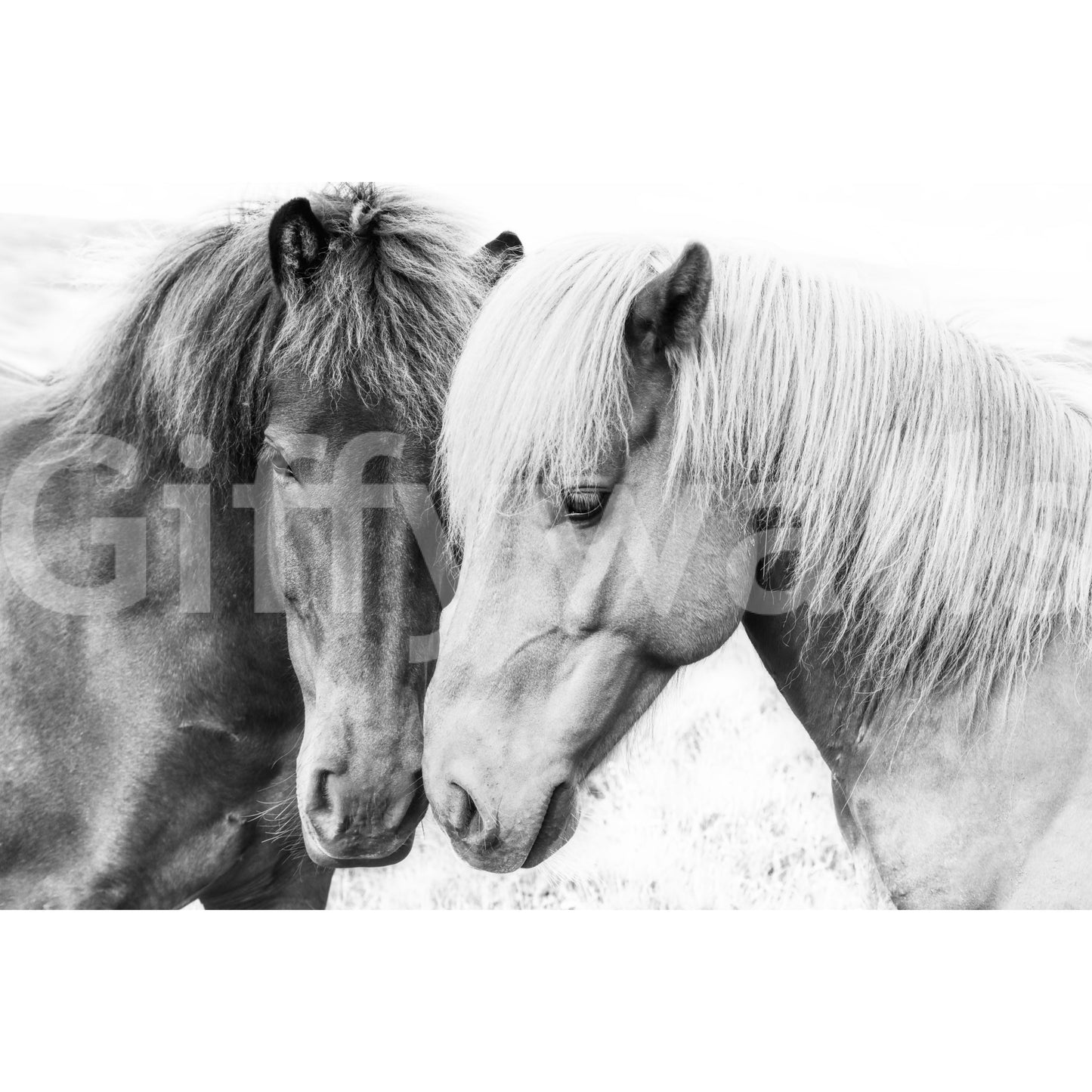 Horse Love