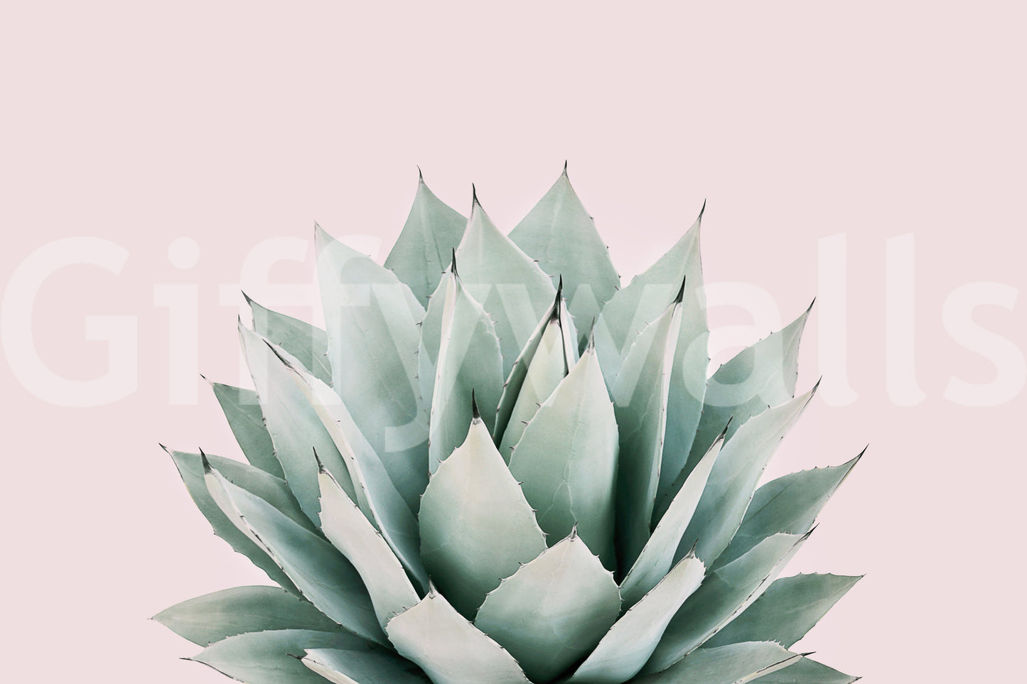 Agave