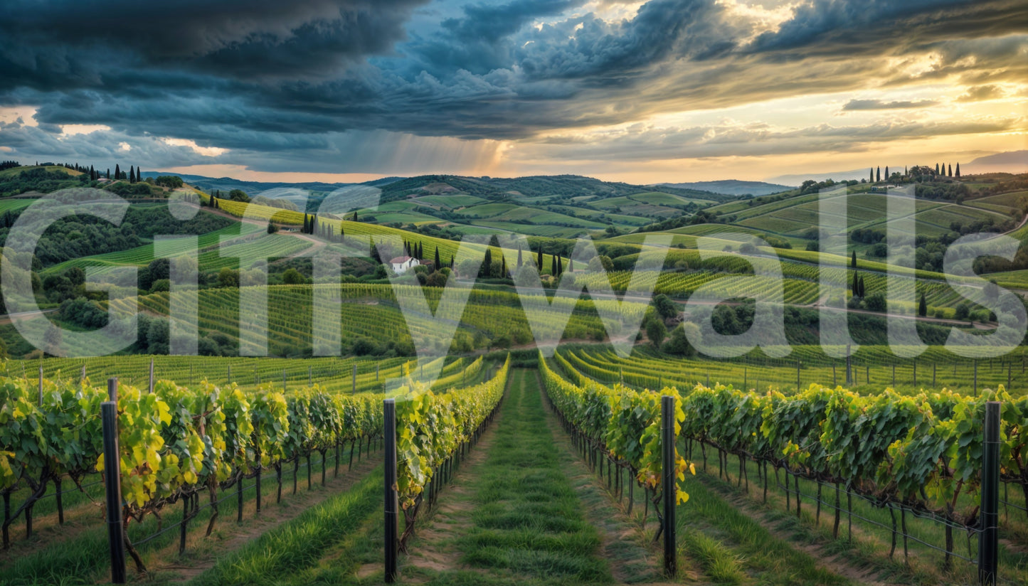 Countryside vineyard rows wallpaper