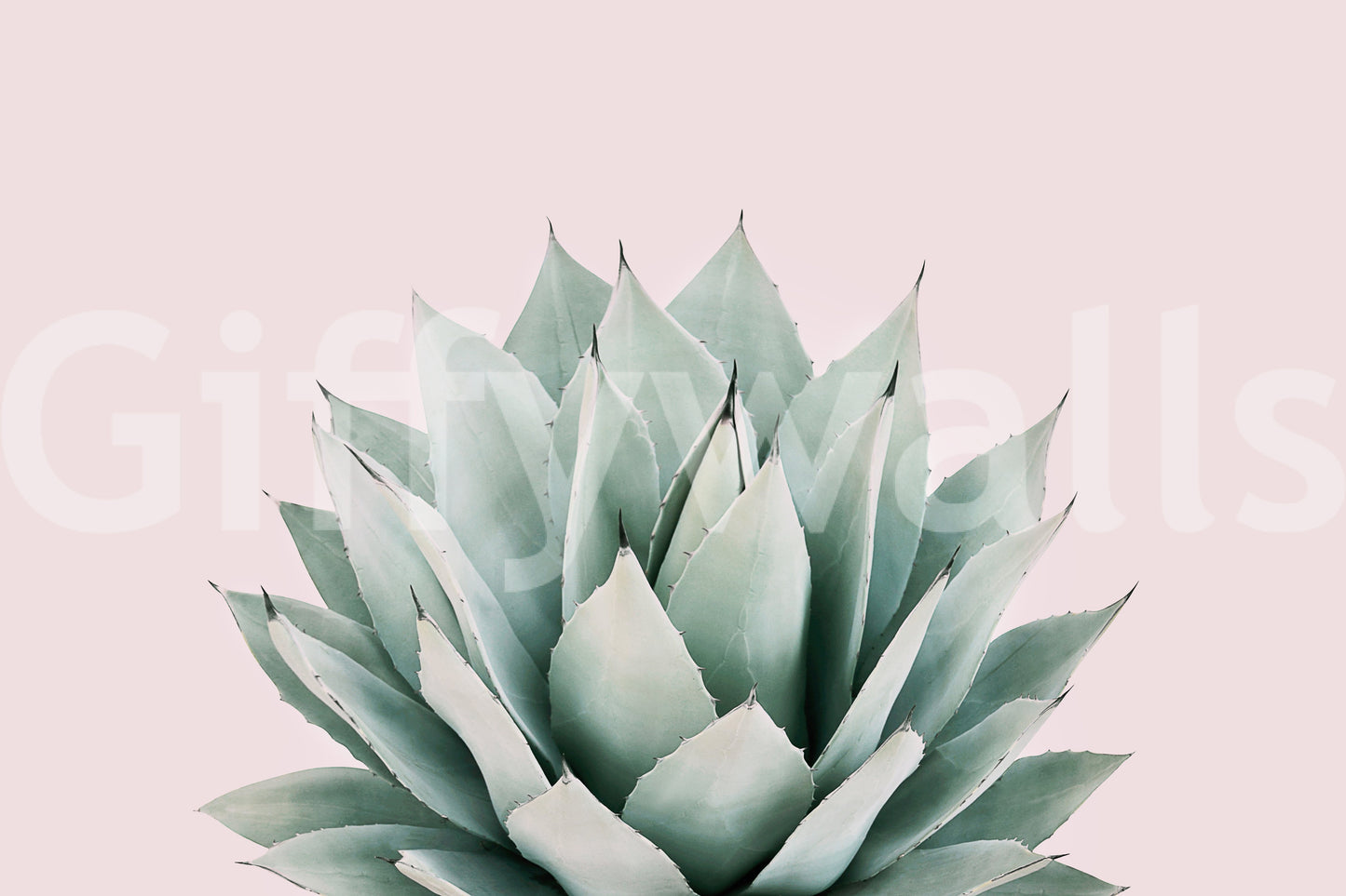 Agave Wall Mural