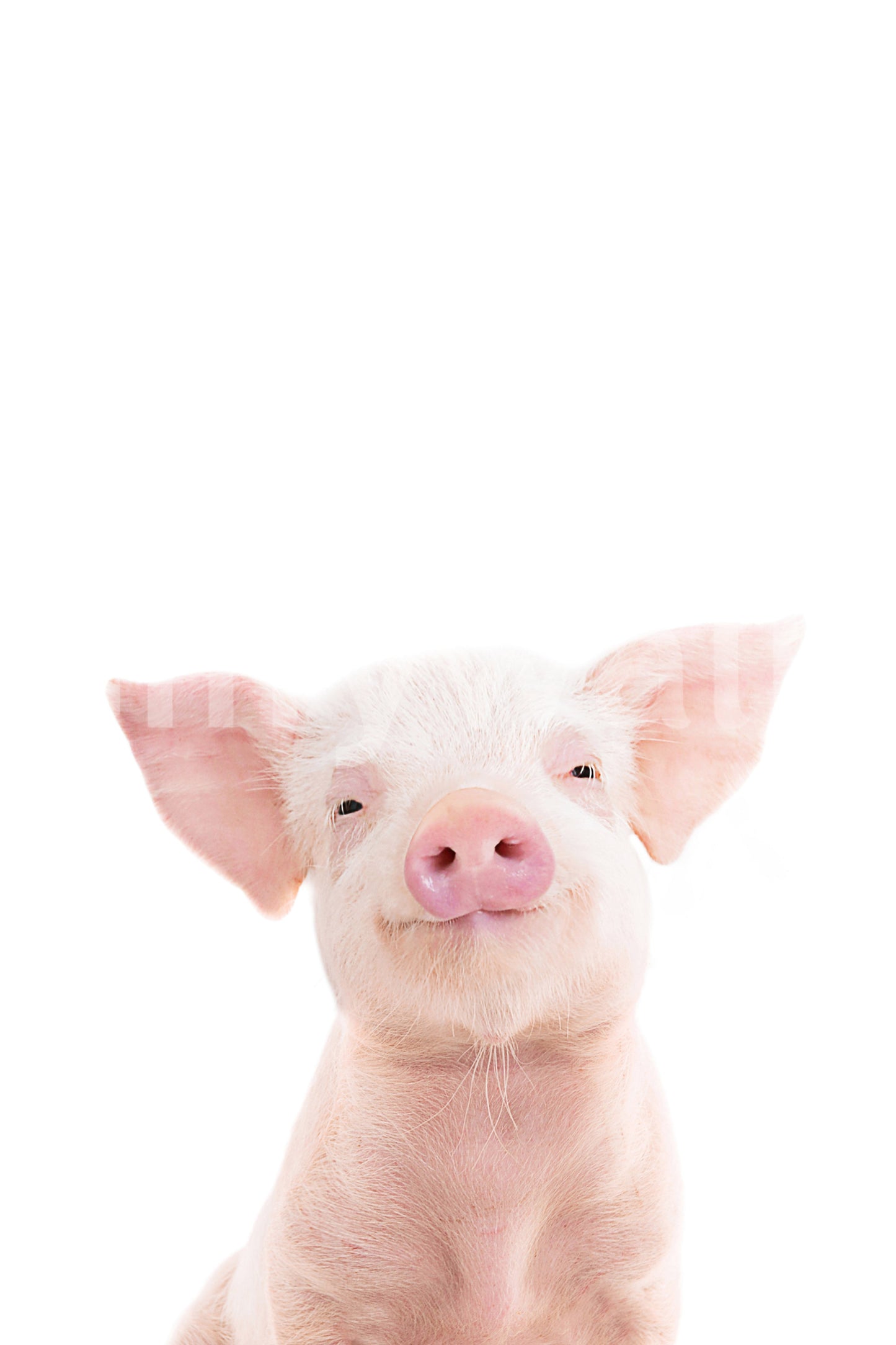 Baby Piglet Wall Mural