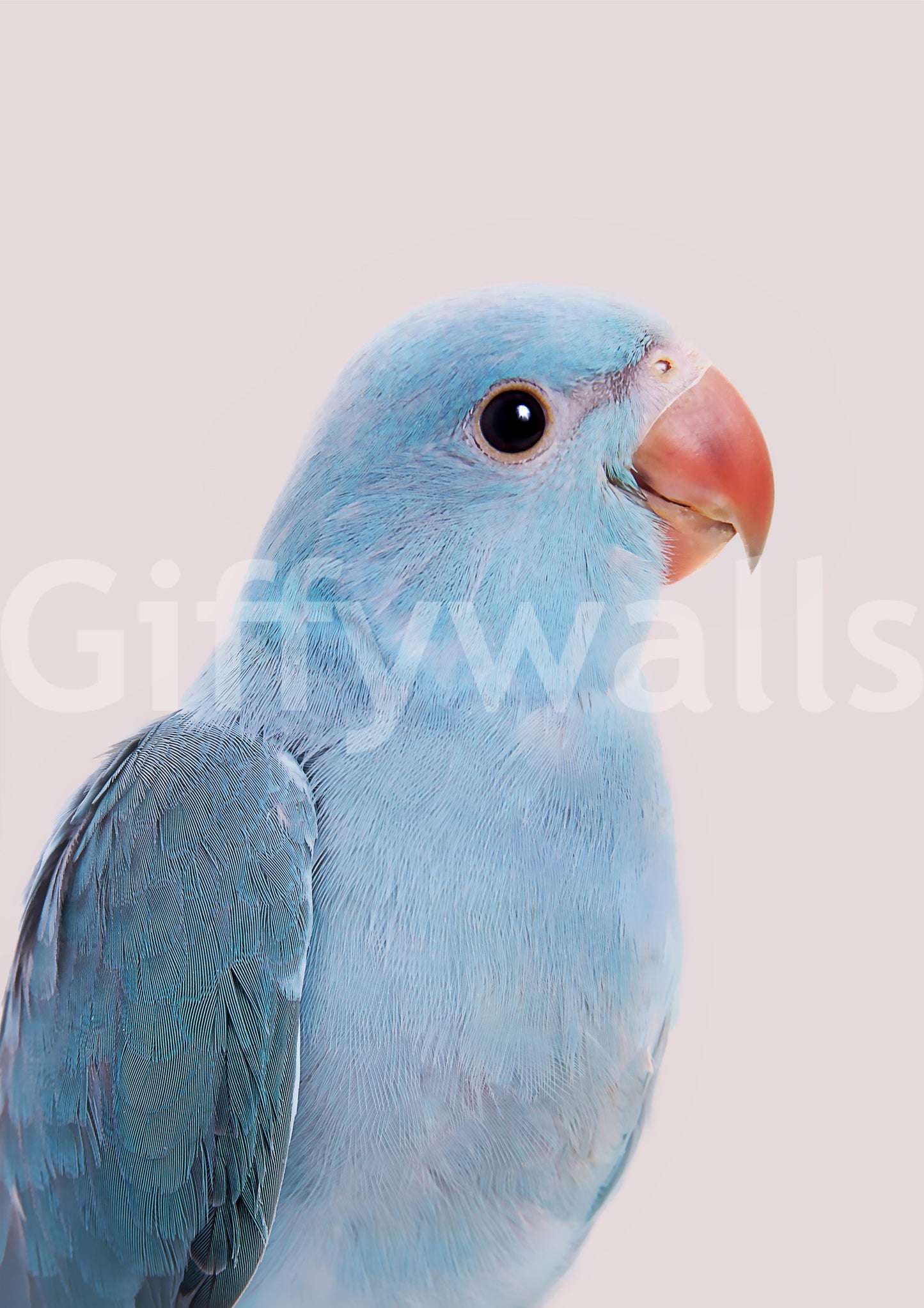 Whimsical lovebird wall mural with pastel palette