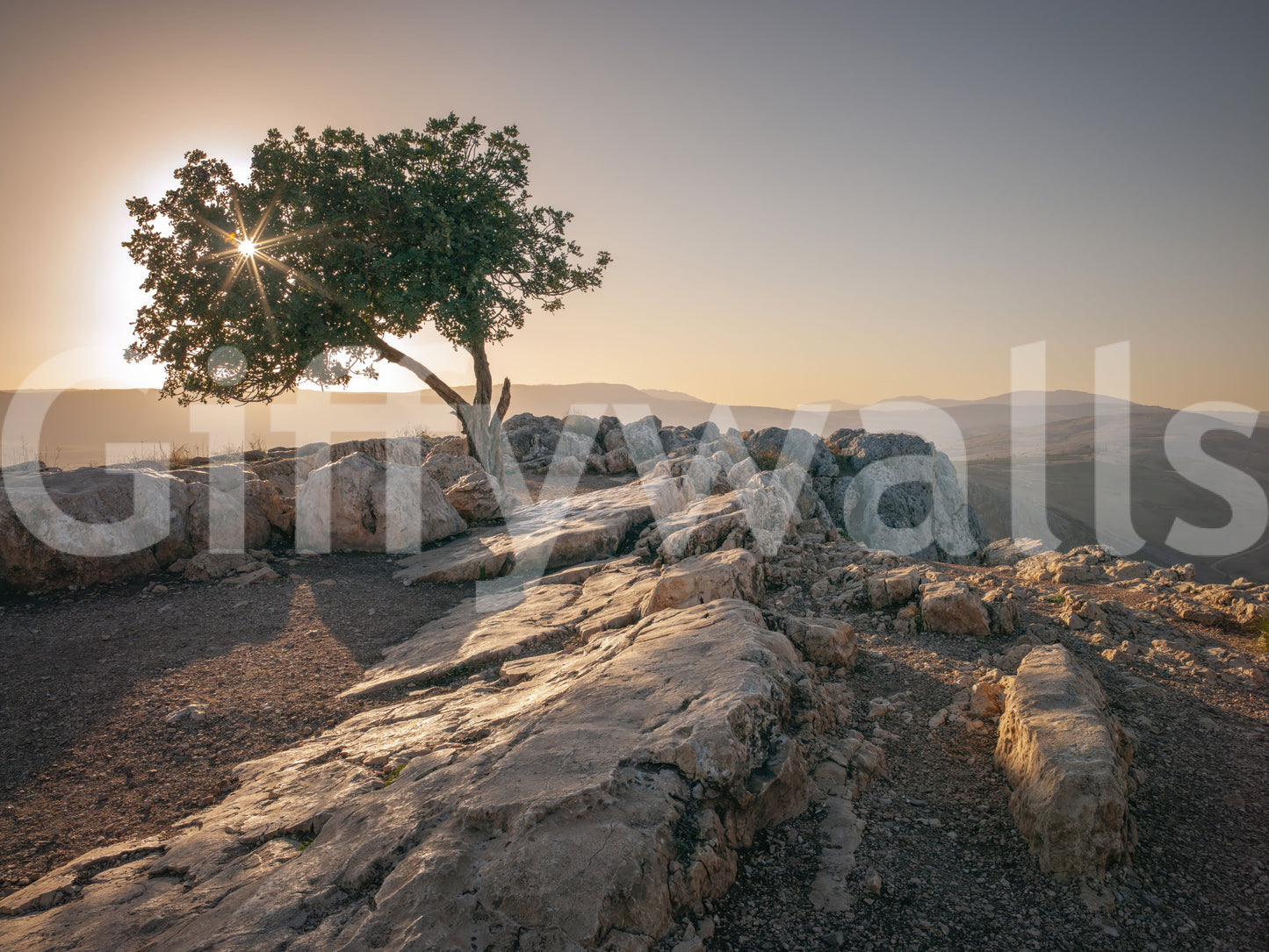 Beautiful sunset over a lone tree captured in wall mural form.