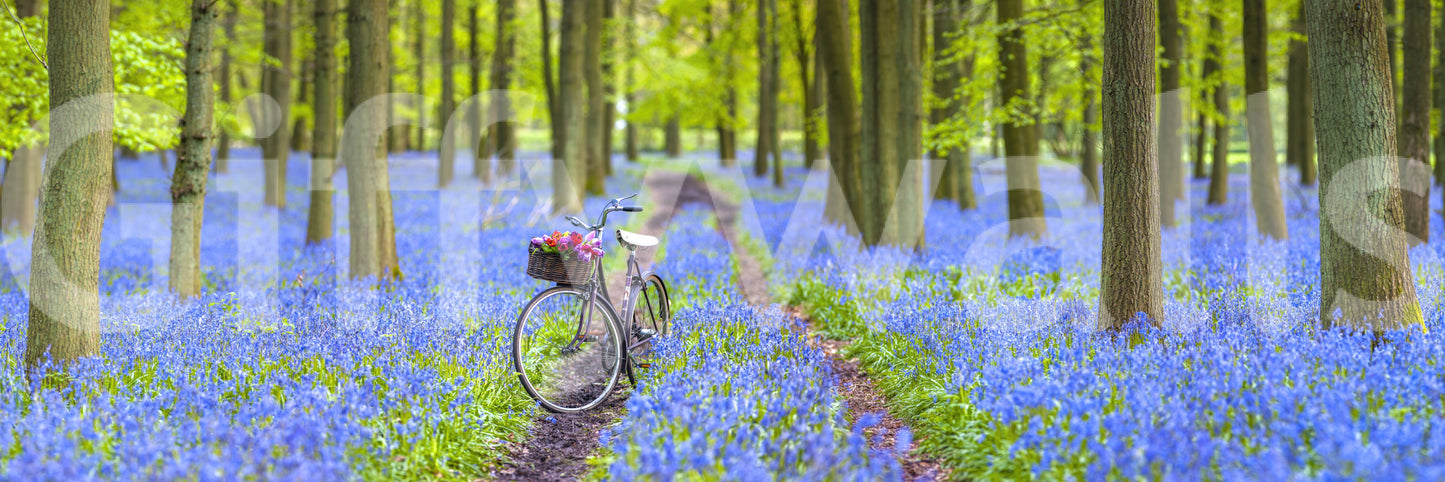 Serene bluebell field mural with vintage bicycle