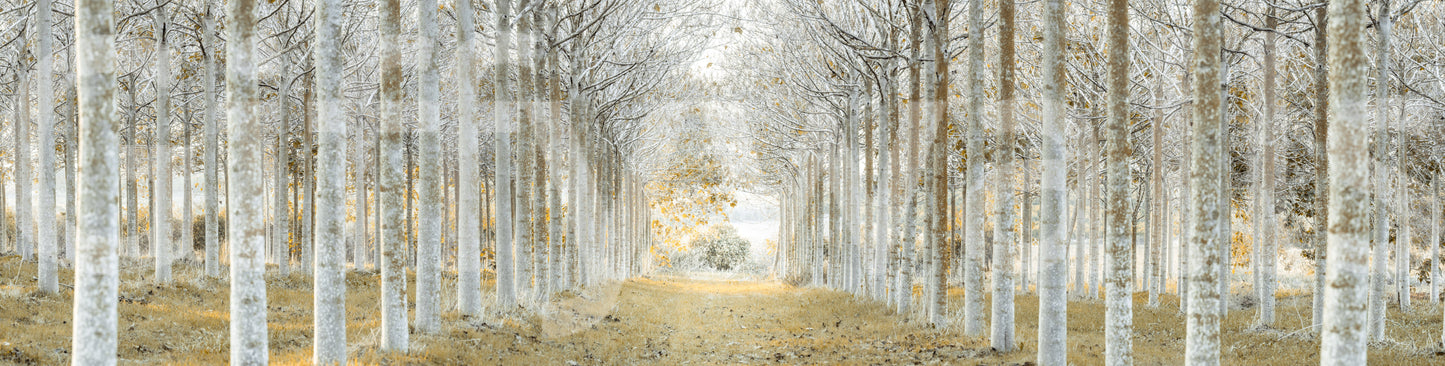 Orderly forest wallpaper mural