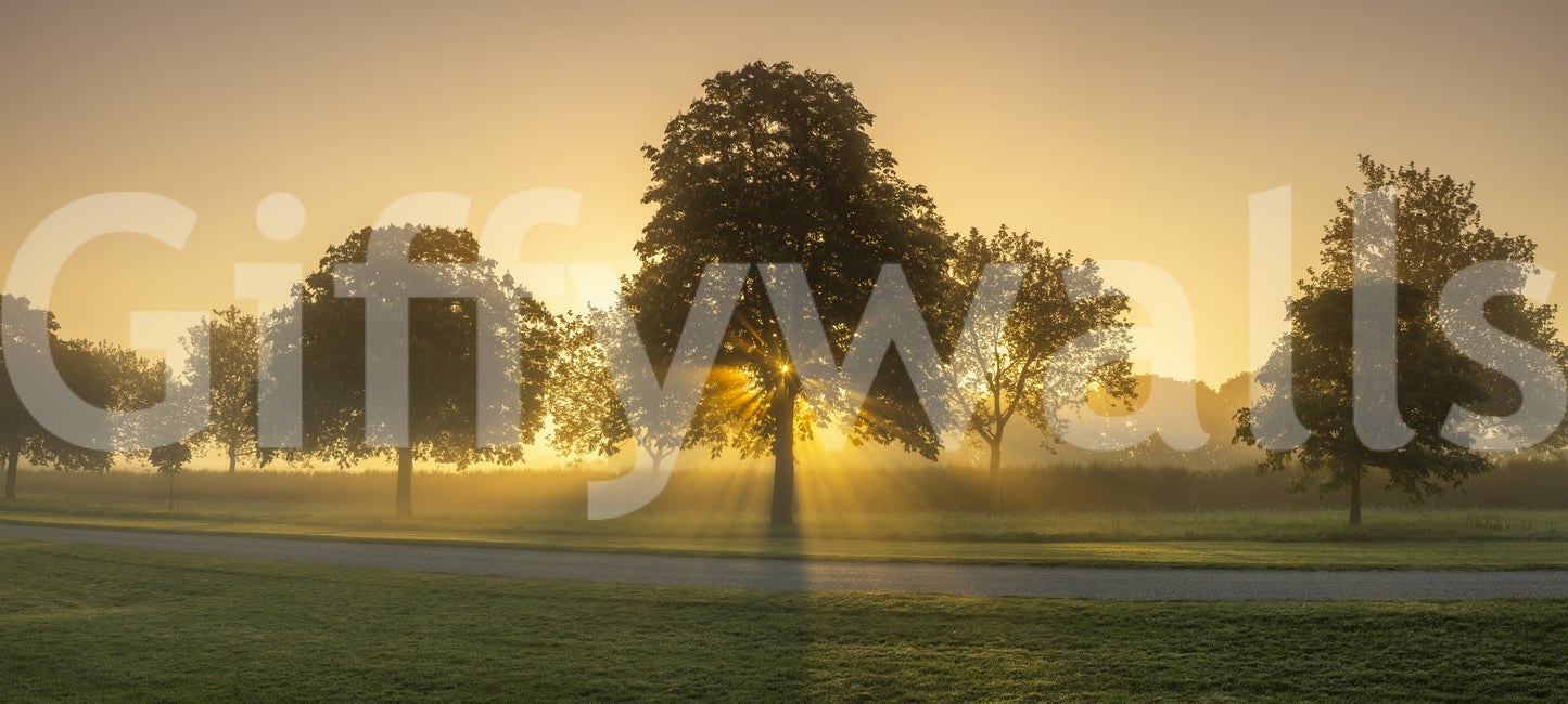 Warm light and serene morning scene mural wallpaper