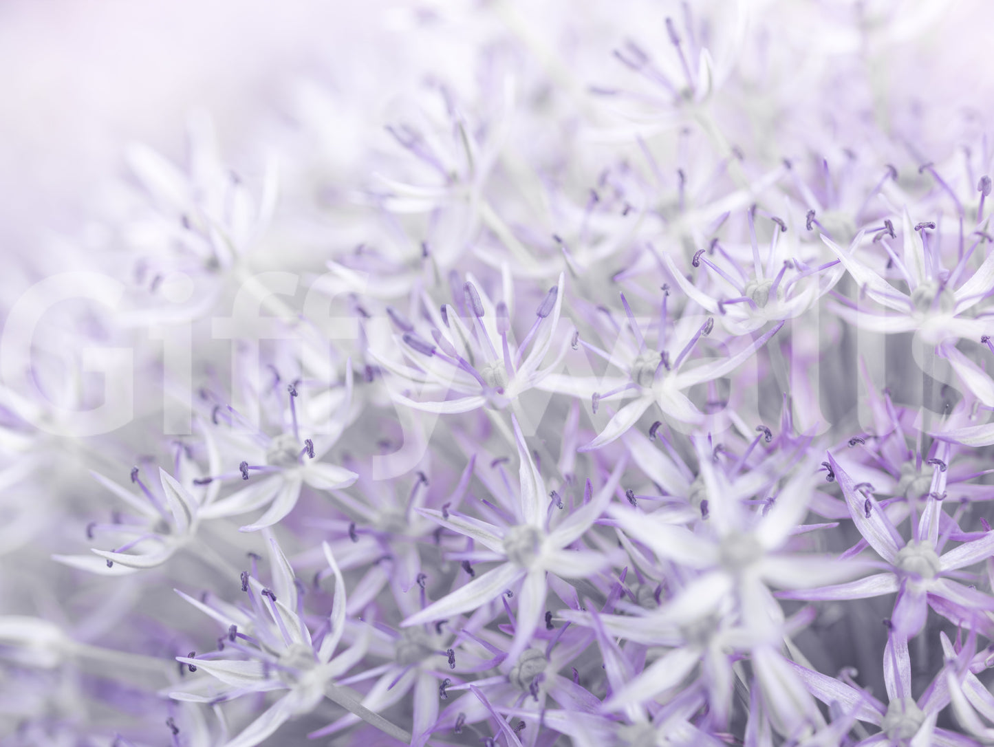 Lavender allium flowers wall mural for bedrooms or offices