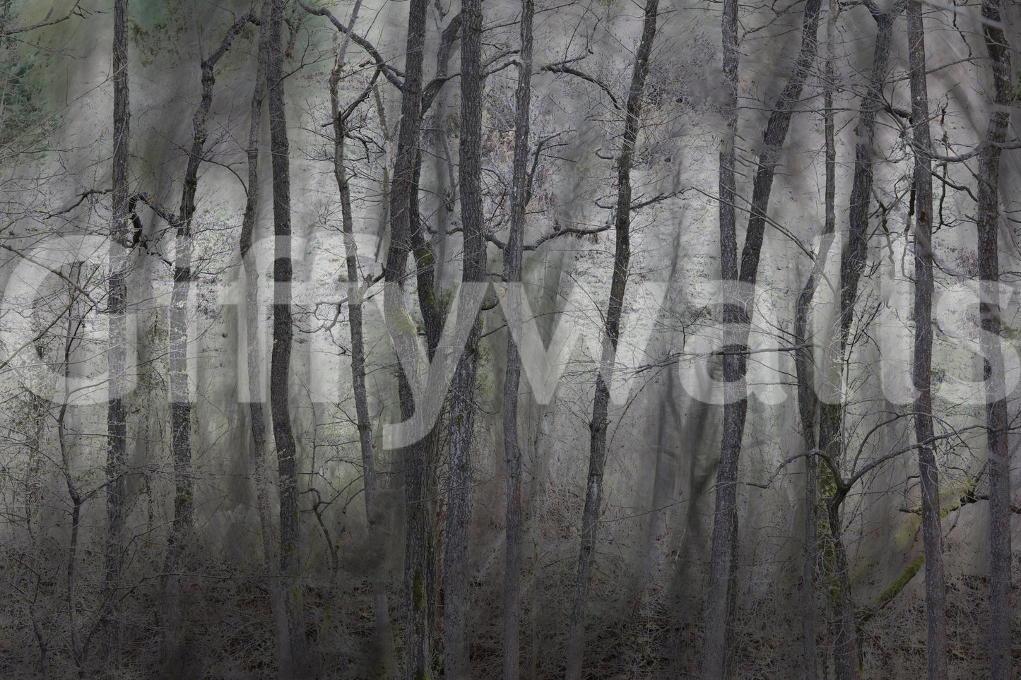 Mysterious Forest Landscape | Gray Trees in Atmospheric Stillness | Nature Photography Wall Mural