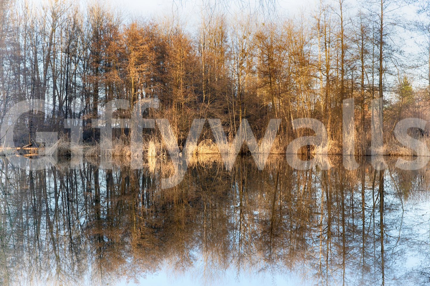 Autumn tree mirror image wallpaper