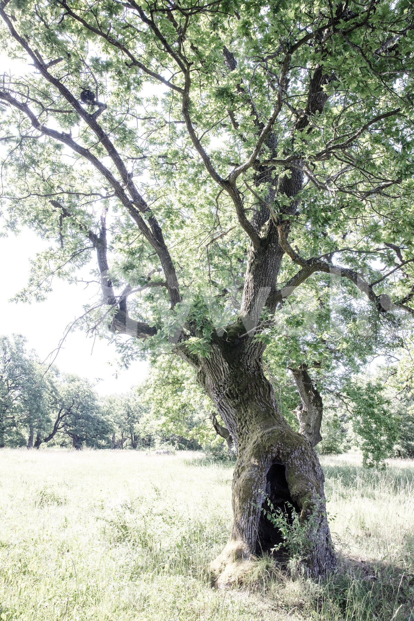 Rustic decor wall mural