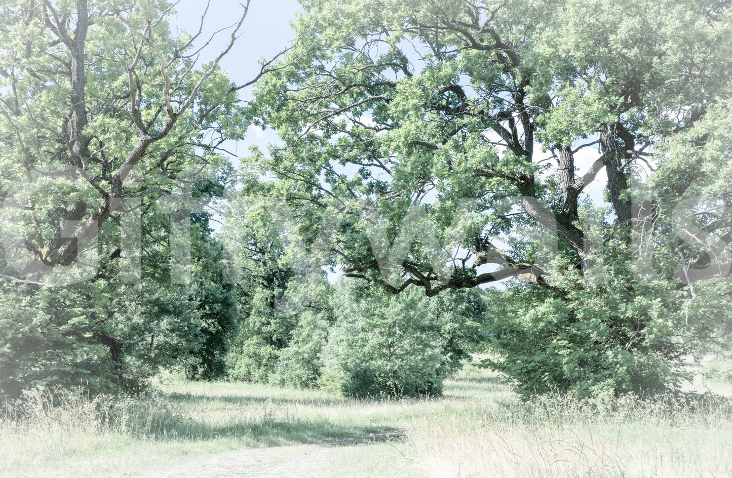 Calm landscape view mural wallpaper