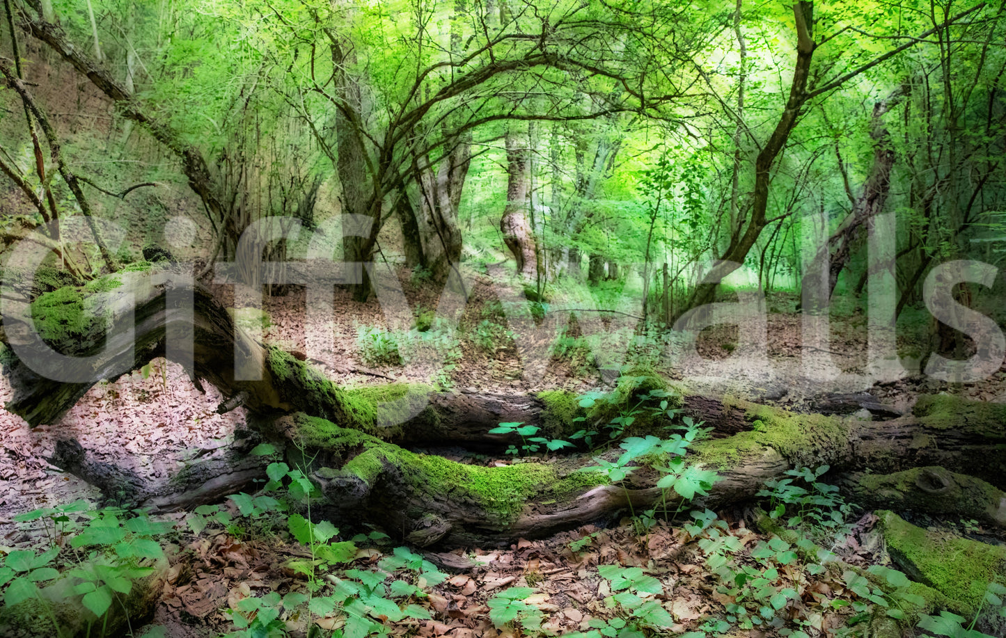 Quiet forest art for walls