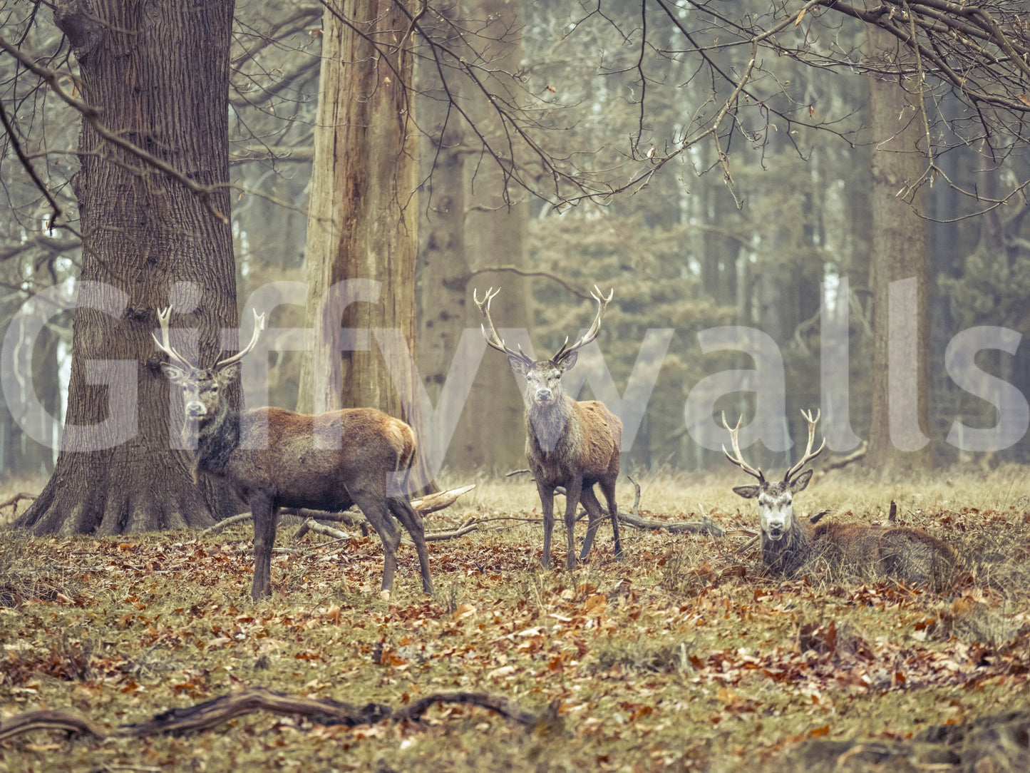 natural landscape with wildlife