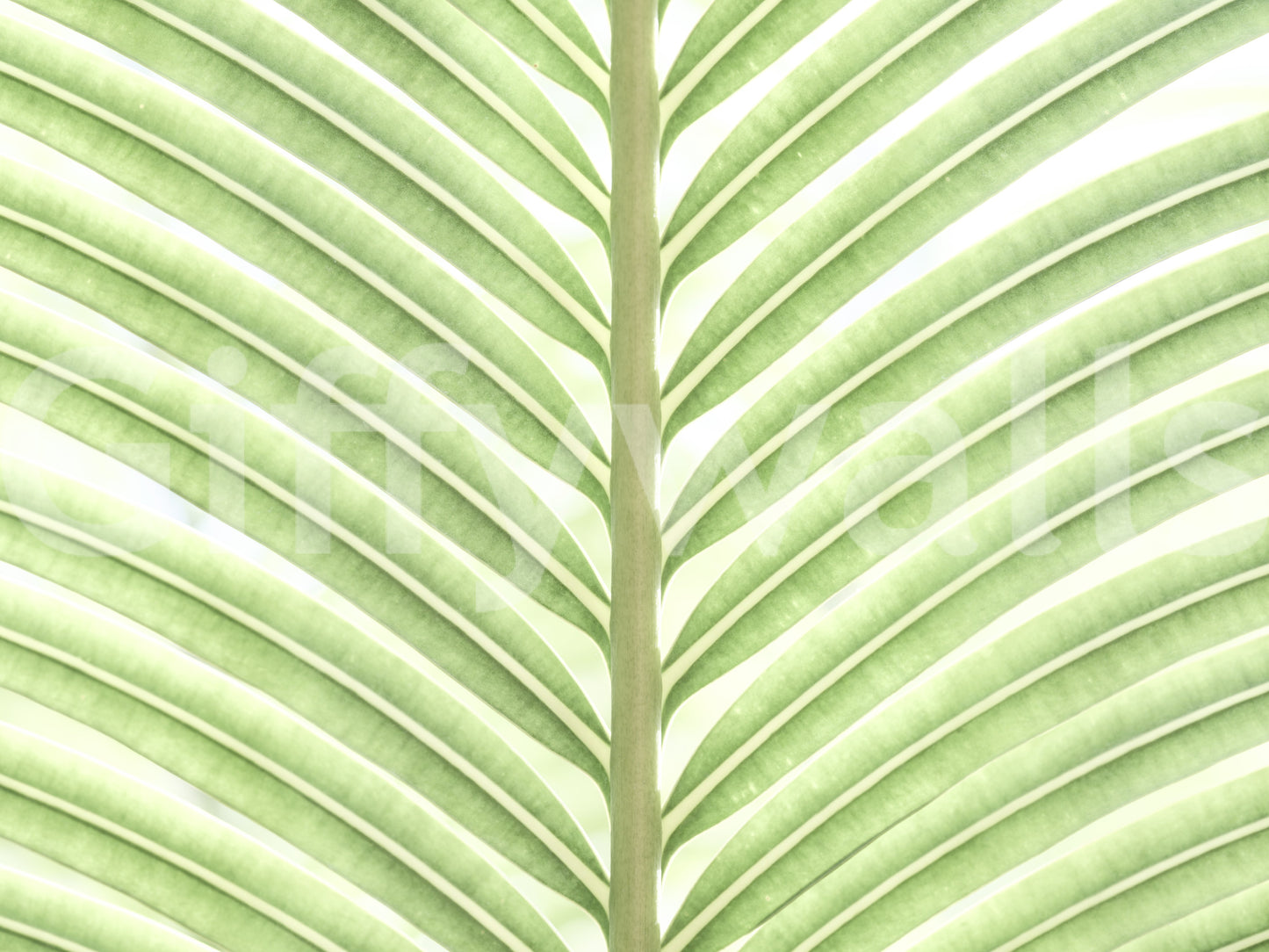 wallpaper with symmetrical leaf veins