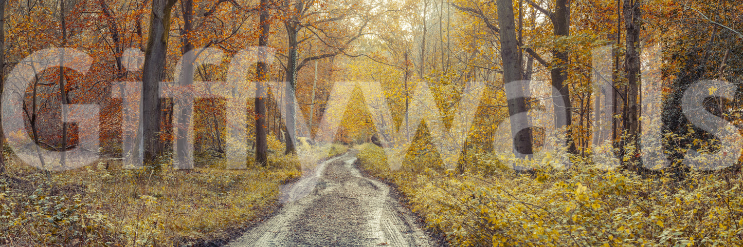 Forest landscape art.