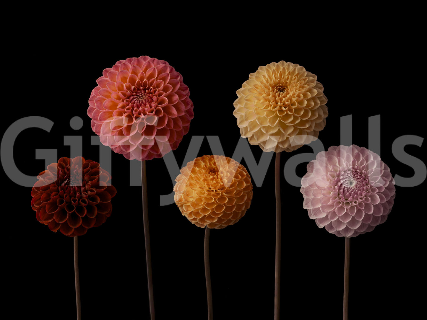 The wallpaper features a bold, captivating pattern.