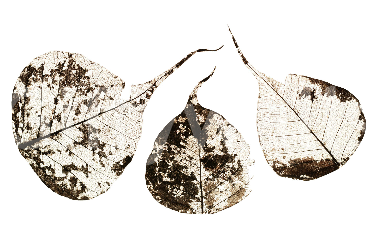 A high-quality serene forest wall mural for walls.