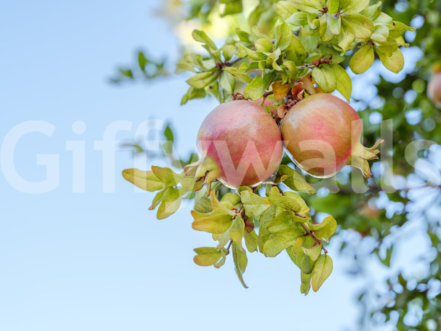 A high-quality serene garden wall mural for walls.
