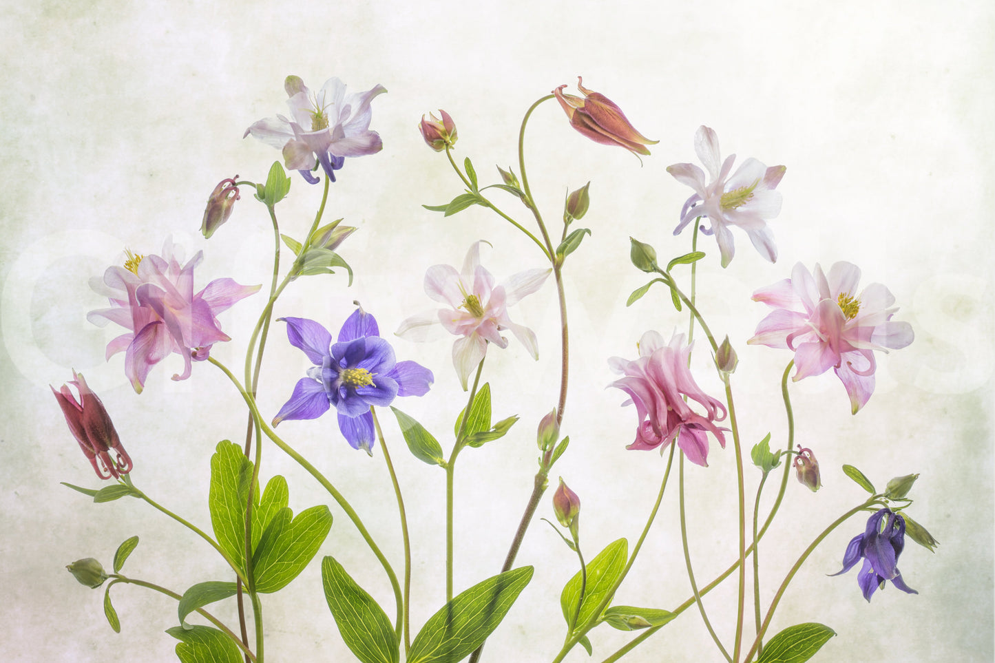 A high-quality serene flower wall mural for walls.