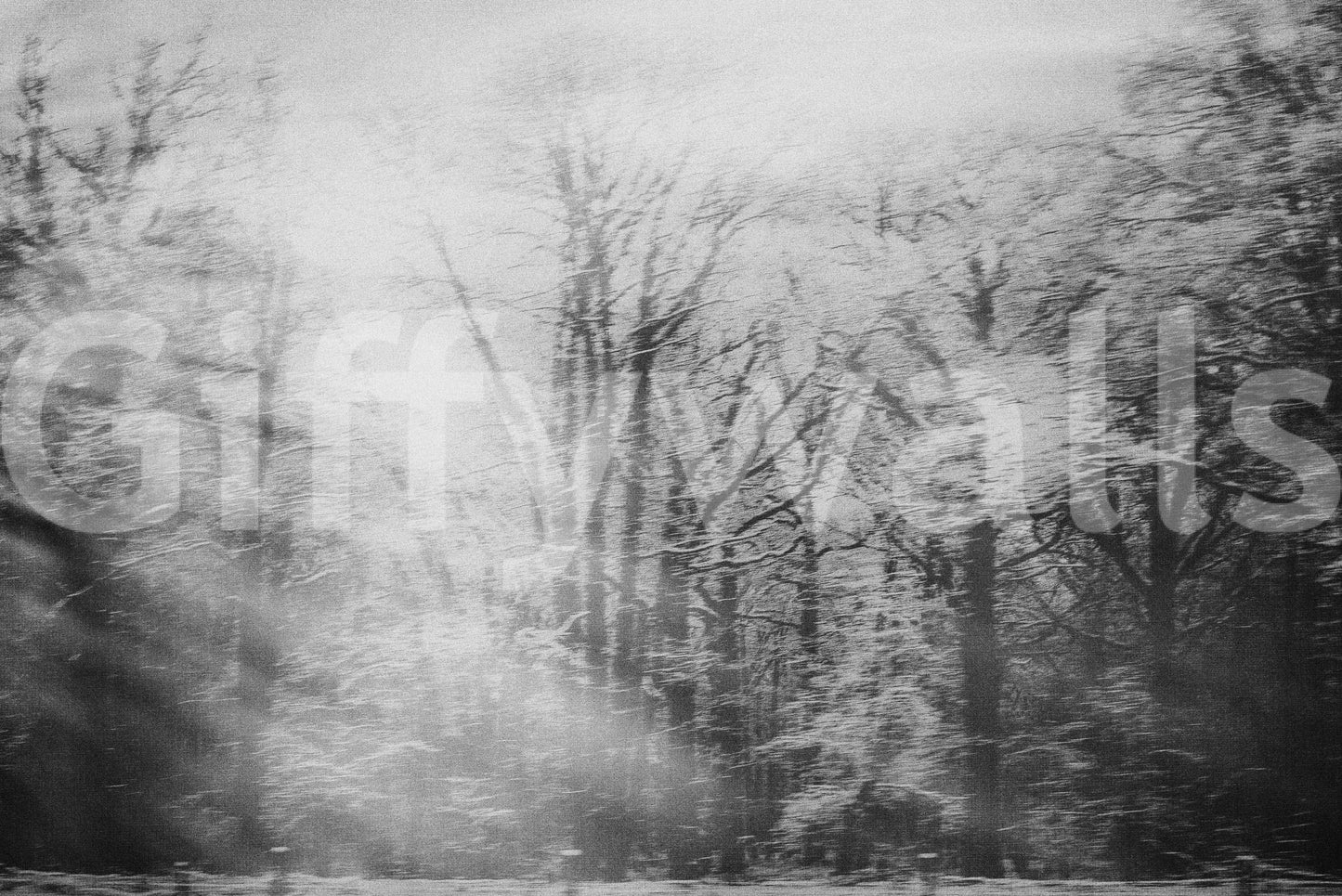 Winter's Whisper Wall Mural