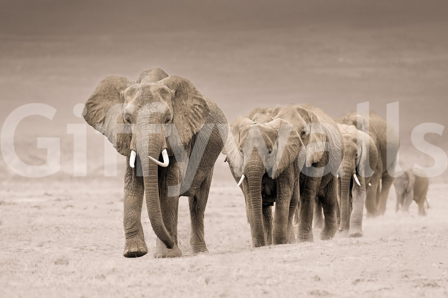 Elephant Journey Wall Mural -2526083