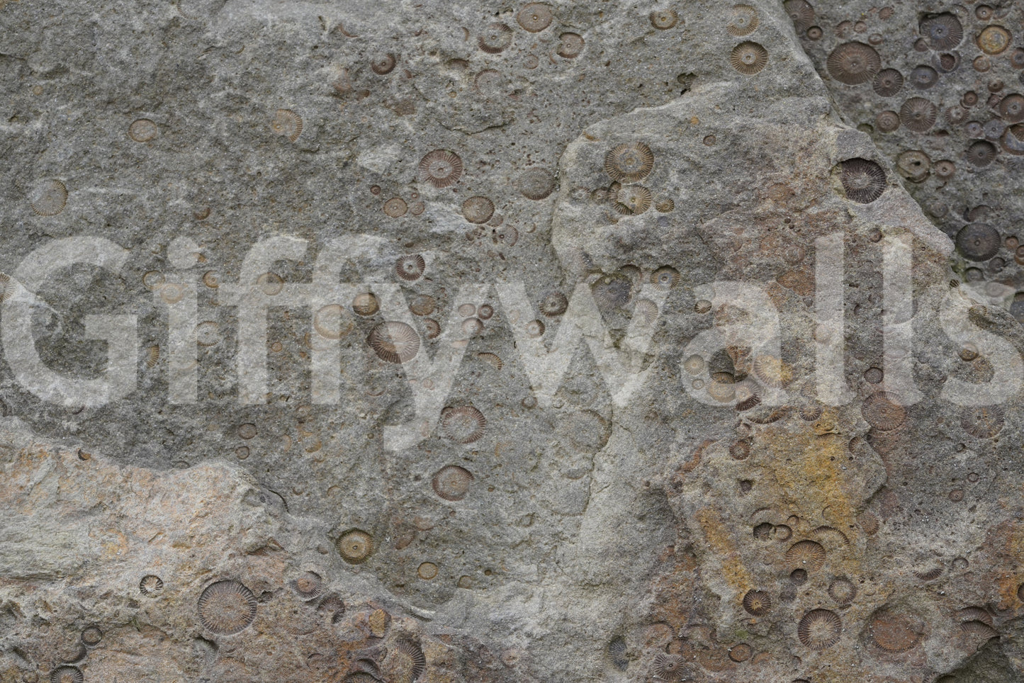 Stone Fossil Texture Wall Mural -2566607