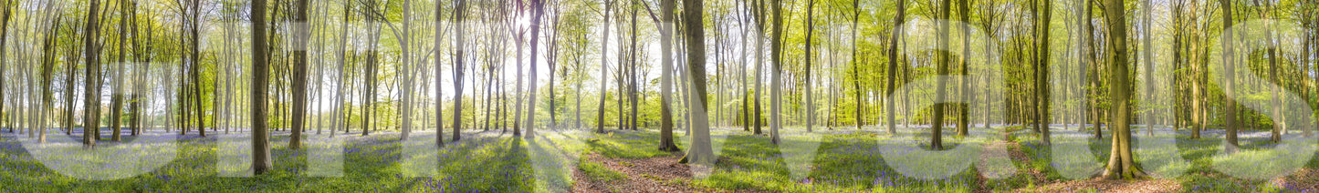 Bluebell Woods wallpaper tranquil nature scene perfect backdrop