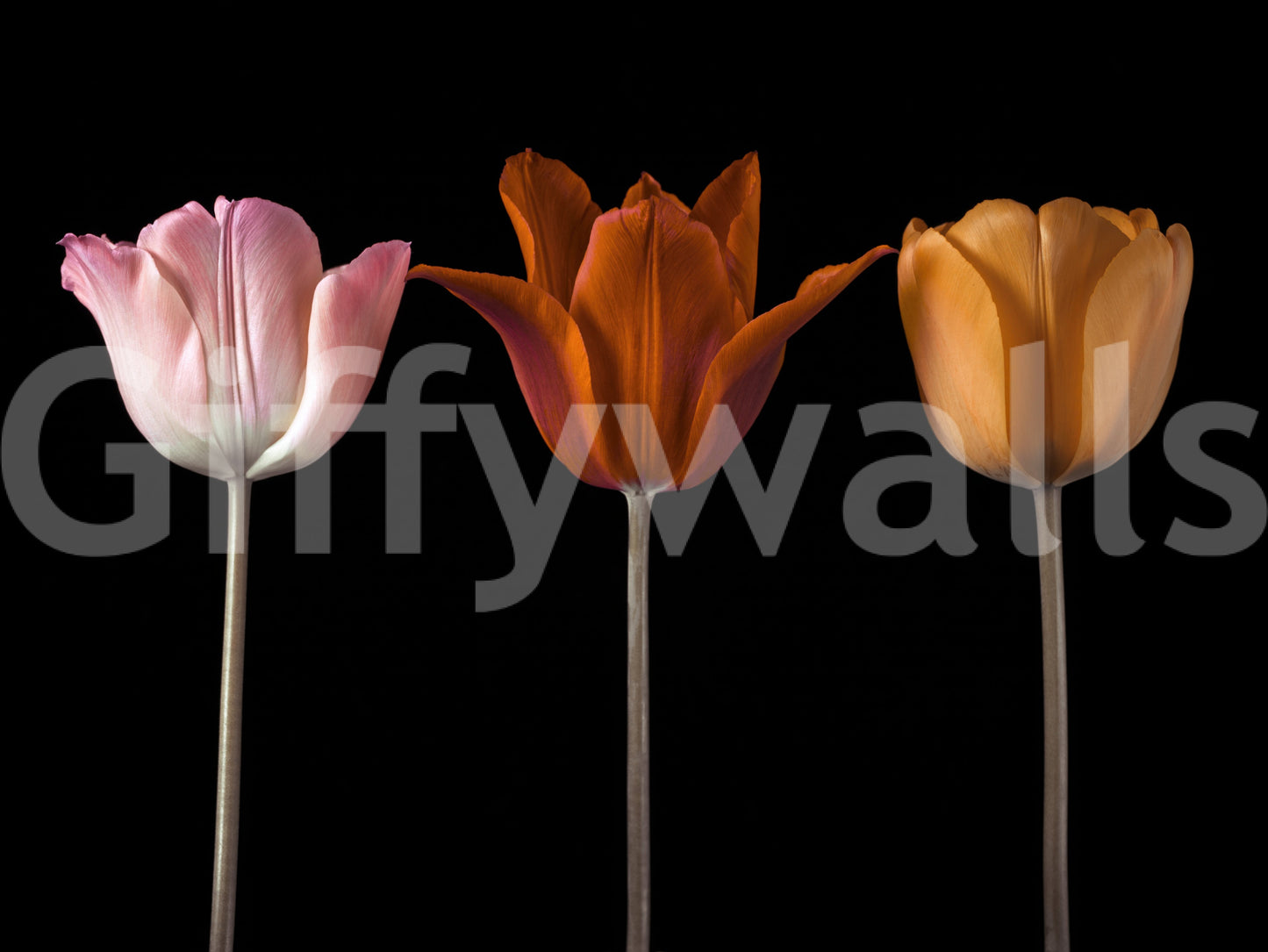 Tulip Trio Wall Mural