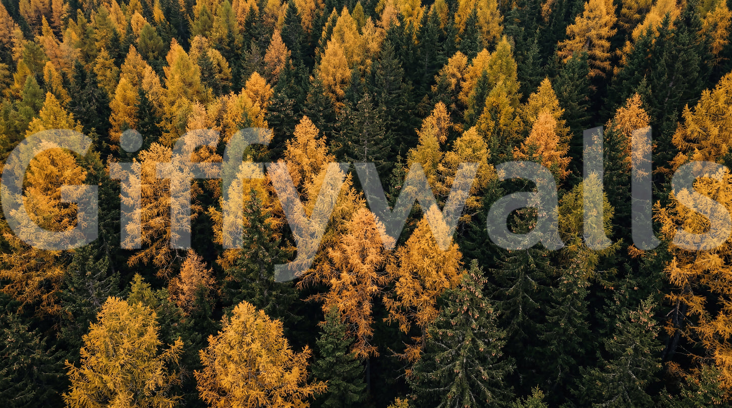 Autumnal Woods Symphony Wall Mural