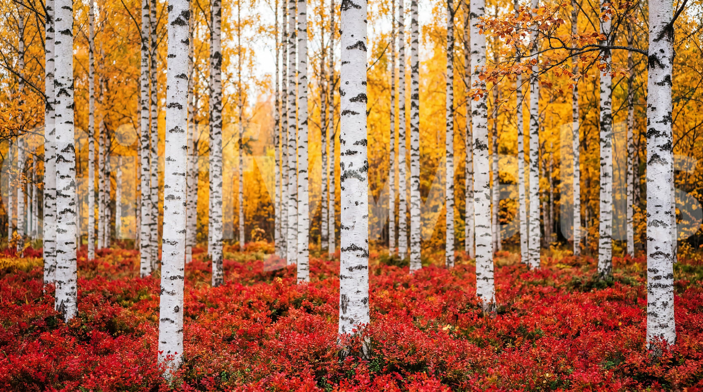 Golden Canopy Red Carpet wall mural with bright yellow leaves and red base