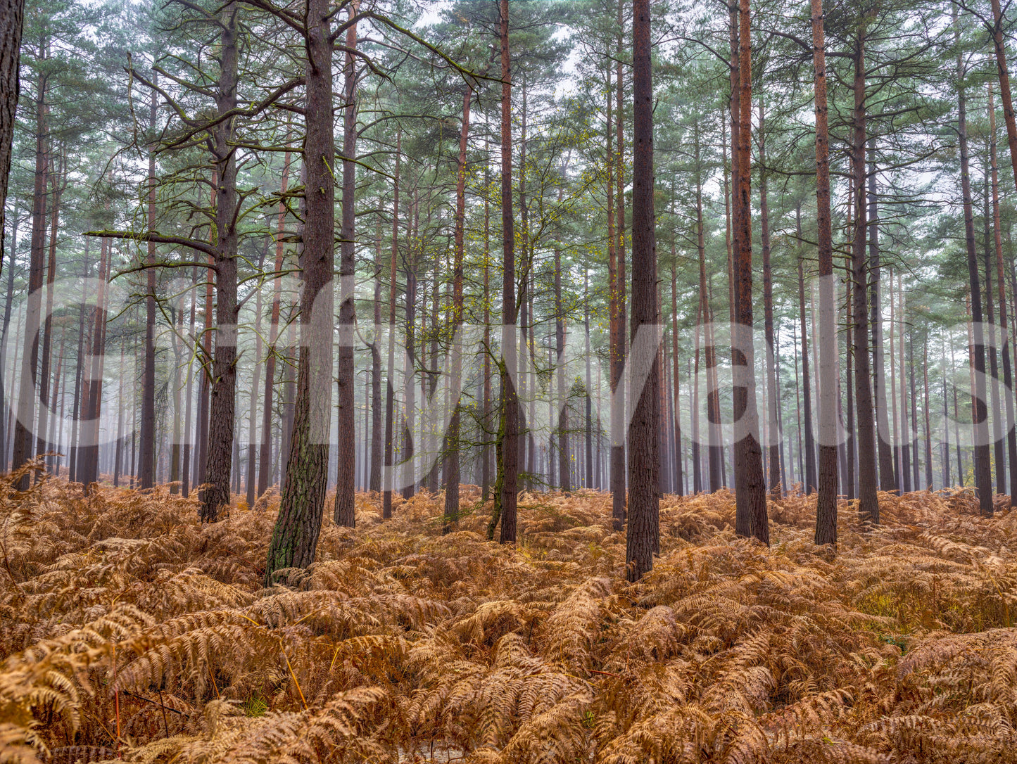 Pine Woods & Ember Ferns Wall Mural