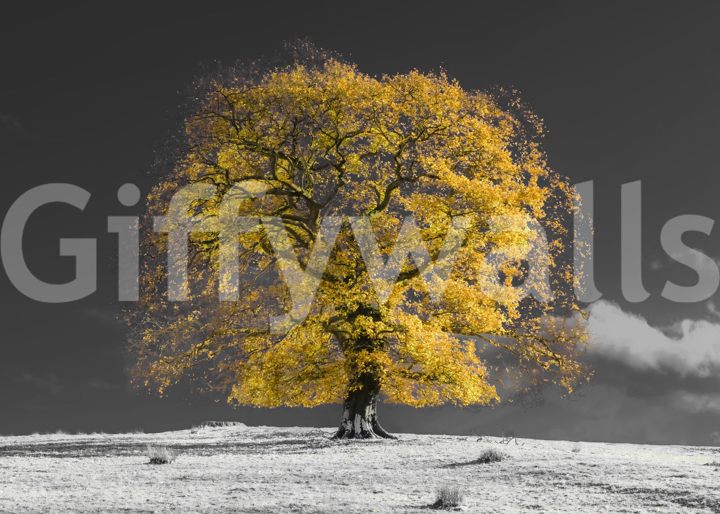 Golden Solitude Wall Mural