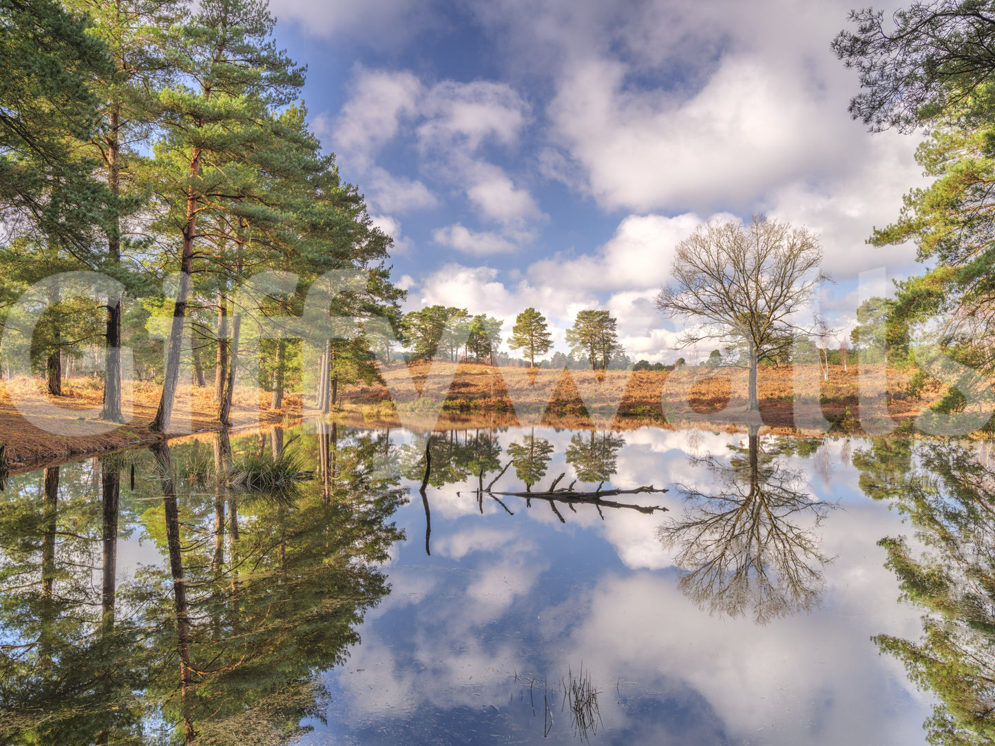 Serene Woodland Reflection Wall Mural
