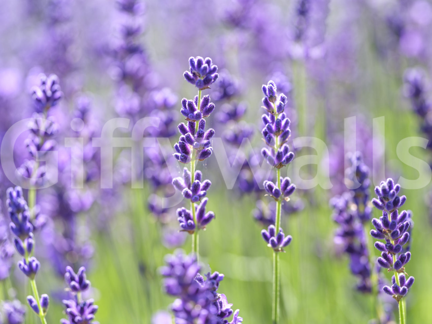 Botanical wall mural with blooming lavender and muted greenery