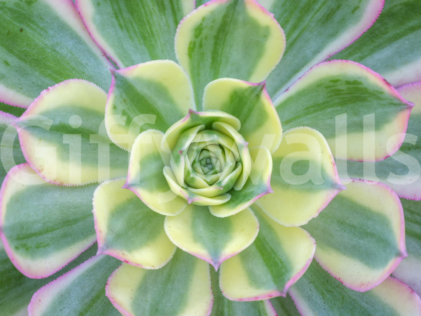 Plant inspired wall mural with detailed succulent greenery