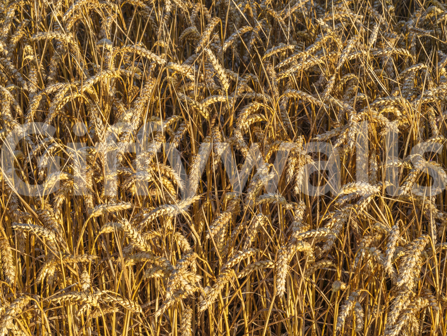 Golden Harvest Field Wall Mural