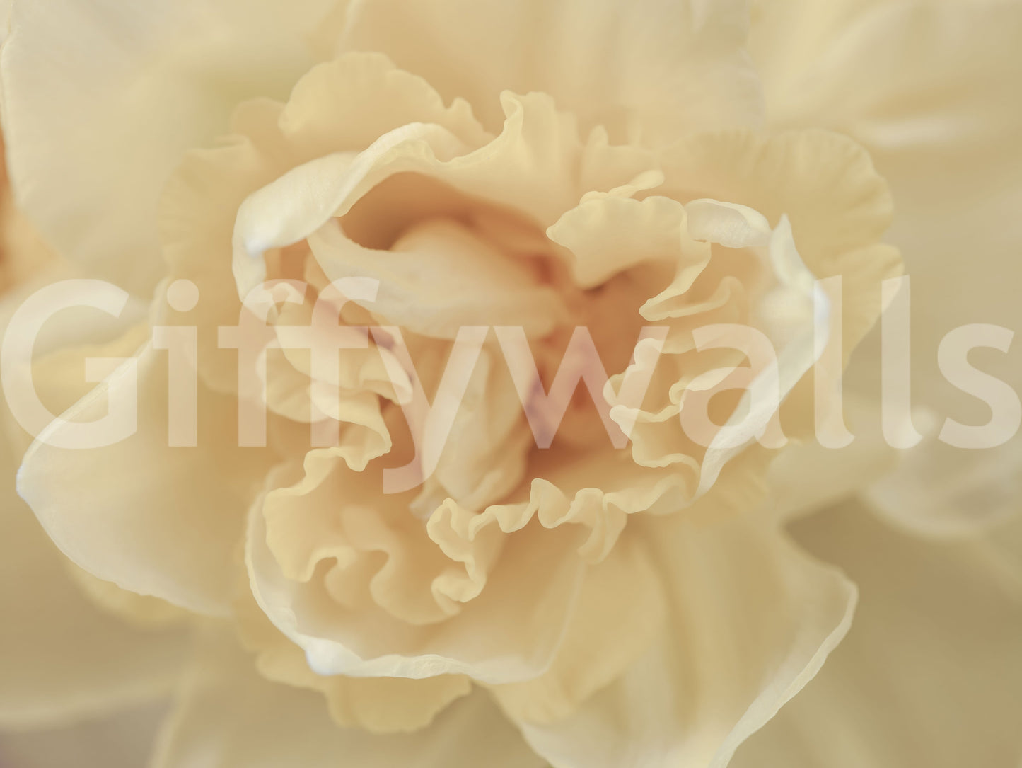 Soft Peach Ruffled Blooms Wall Mural