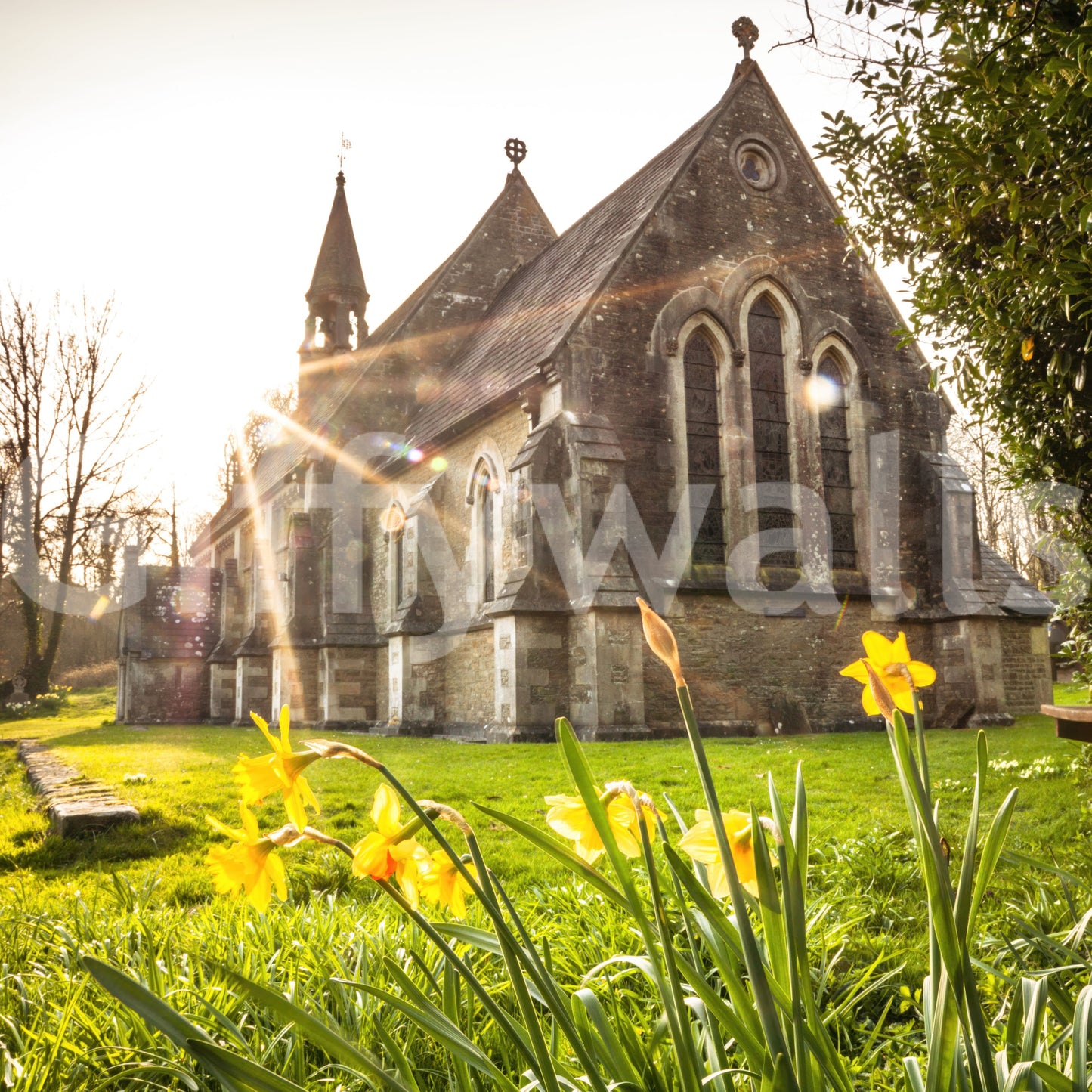 Sunlit Country Church with Spring Daffodils Wall Mural
