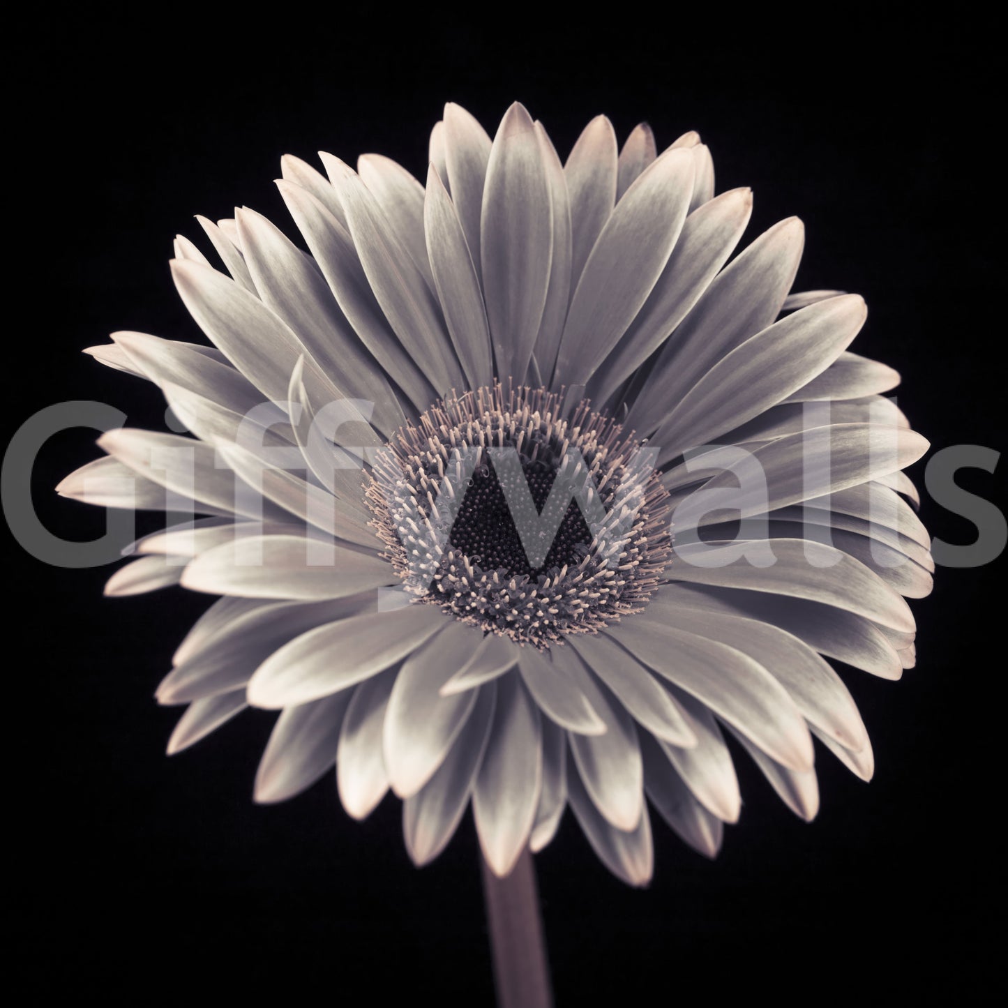 Petals of the Midnight Gerbera Wall Mural