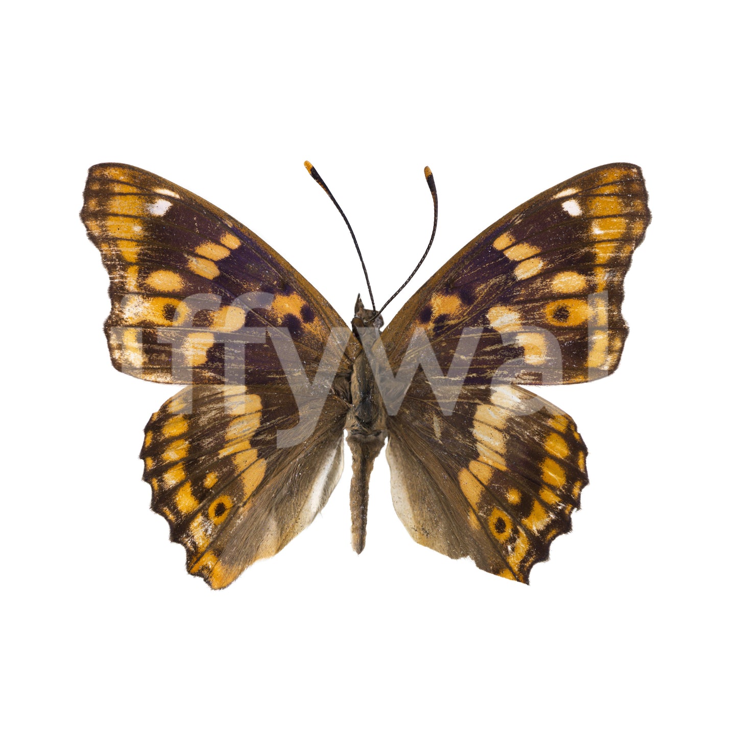 Amber Winged Monarch Wall Mural