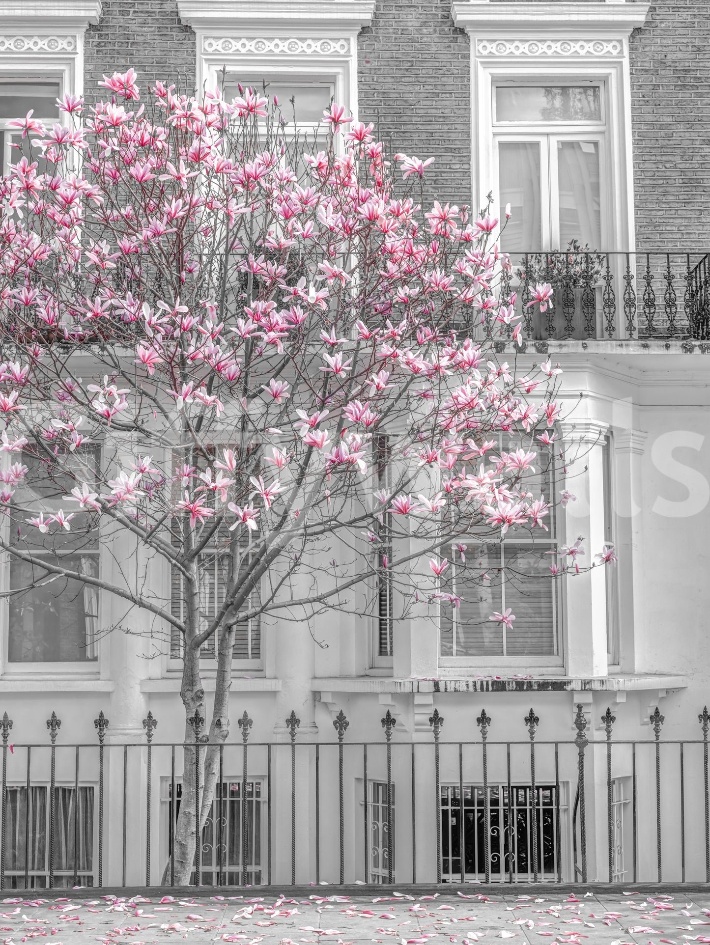 Spring Magnolia Urban Bloom Wall Mural
