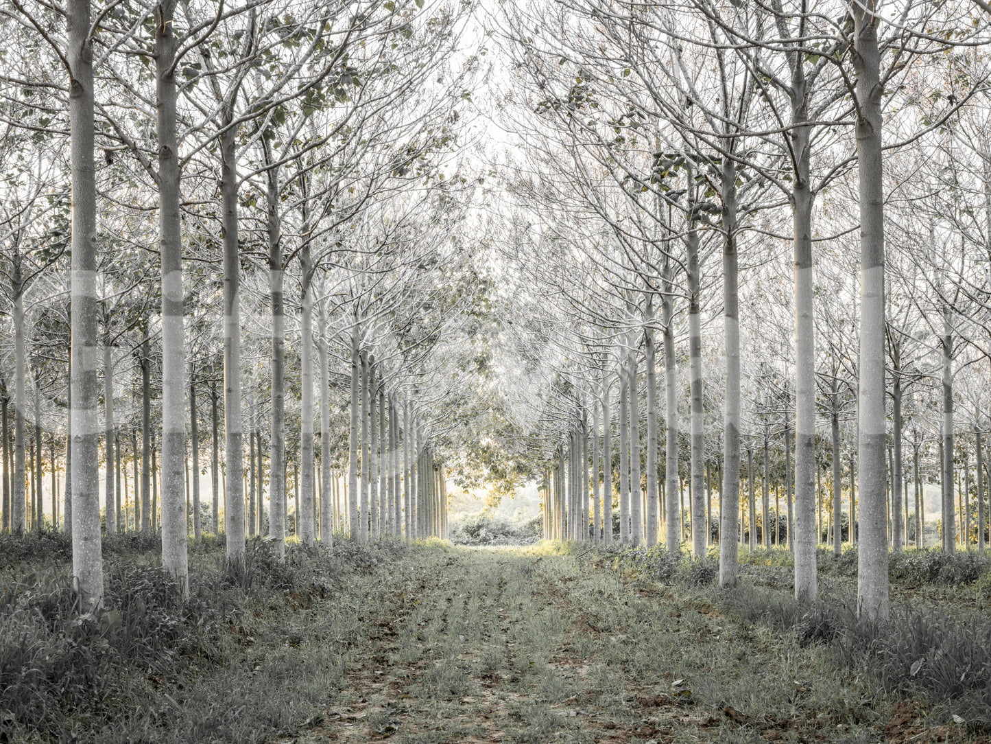 Minimalist Woodland Perspective Wall Mural