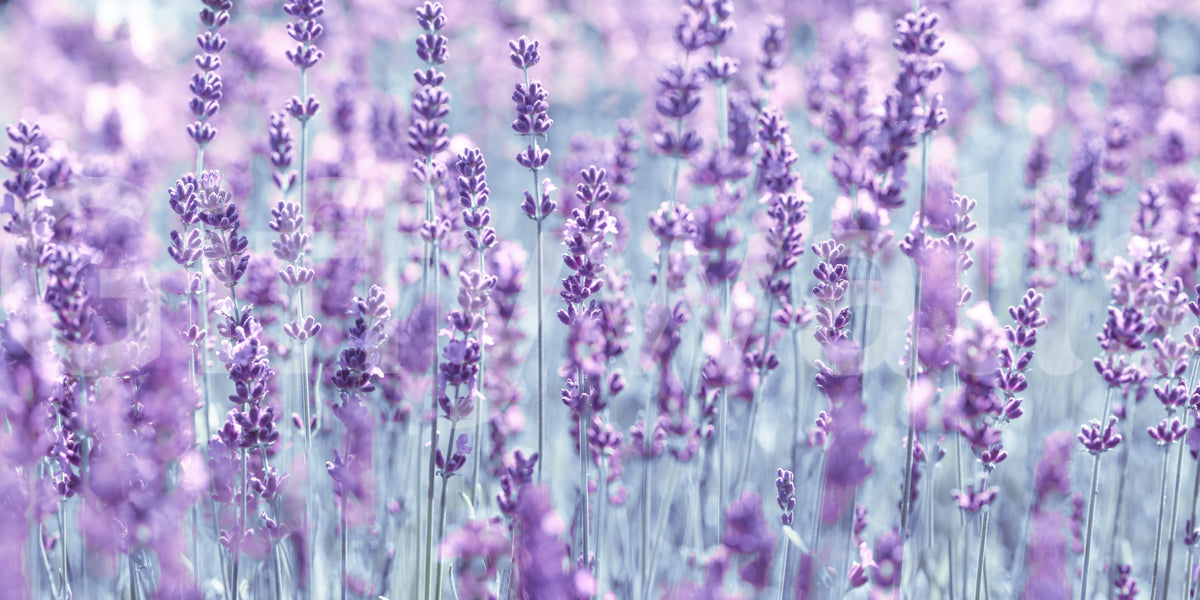 Abstract Lavender Dreamscape Wall Mural