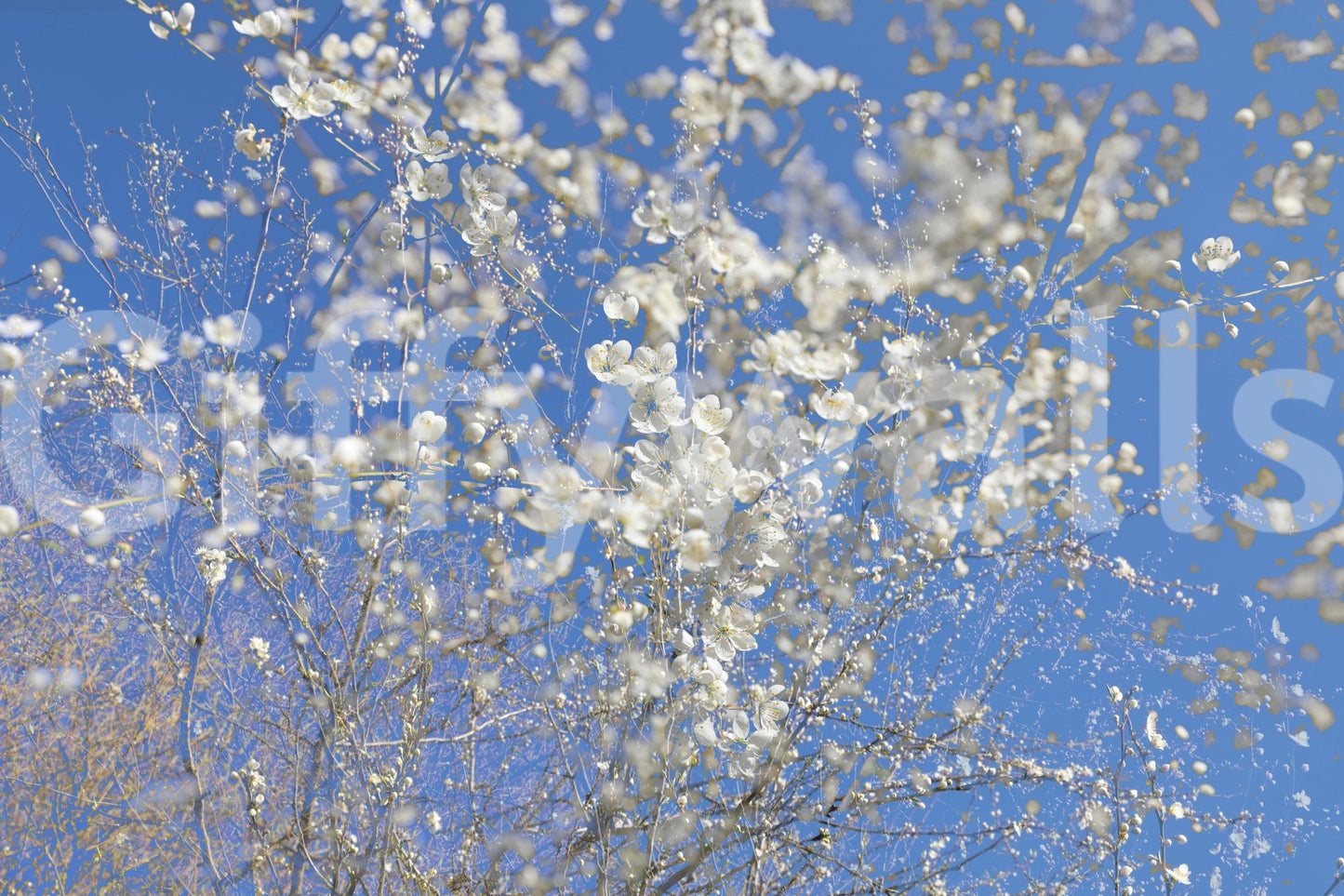 White Blossoms Against a Clear Blue Sky - Spring Nature Photography Wall Mural
