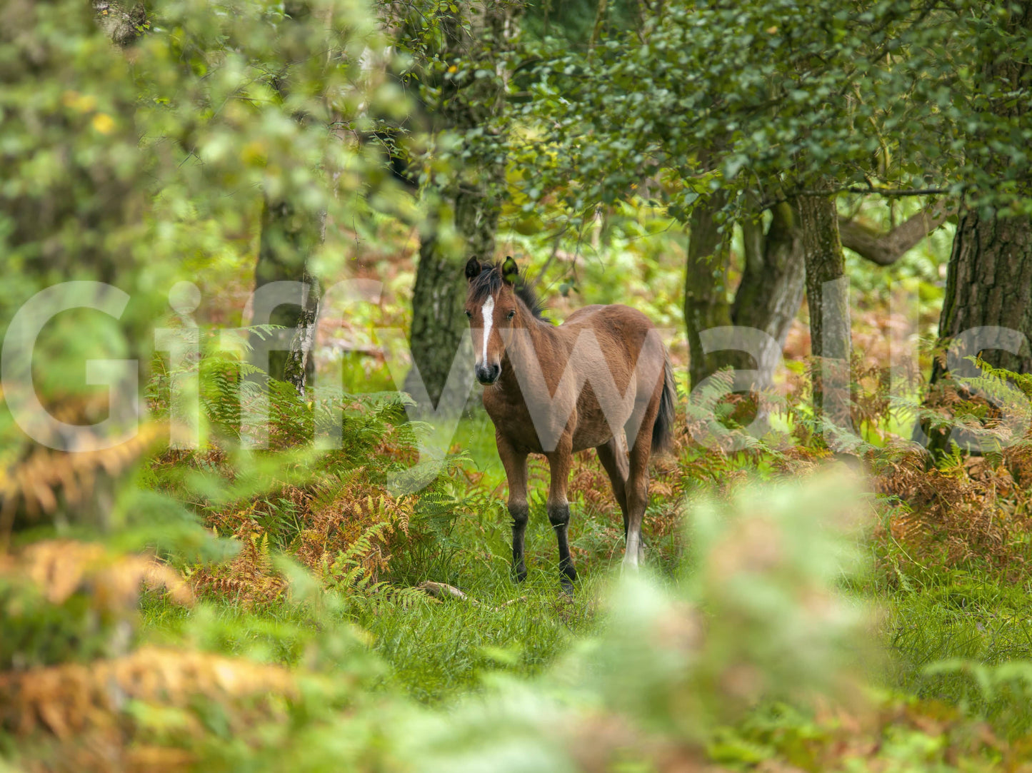 New Forest Nomad, woodland animal, gorgeous green and auburn nature.