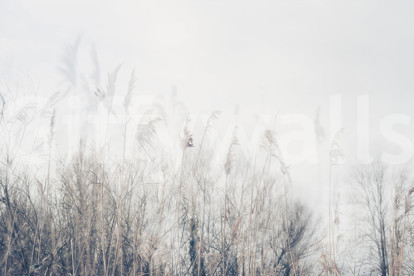 Winter Whispers wallpaper mural close-up showing pale feathery reeds and bare branches against a soft white sky